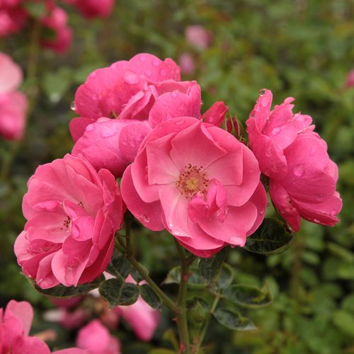 Gärtnerei - Rosa Angela® - rosa - park und strauchrosen - stark duftend - Reimer Kordes - Die tassenförmigen, rosafarbenen Blüten blühen in so großen Mengen, dass in der Mitte des Sommers der niedrige Busch ganz bedeckt ist.
